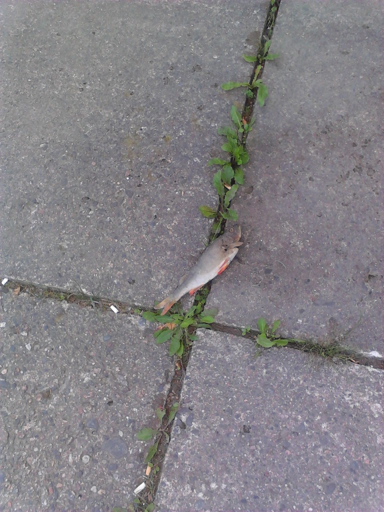 Outo otus Pyhäjärven keskustassa.